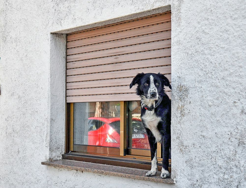 Вот такой охранник!