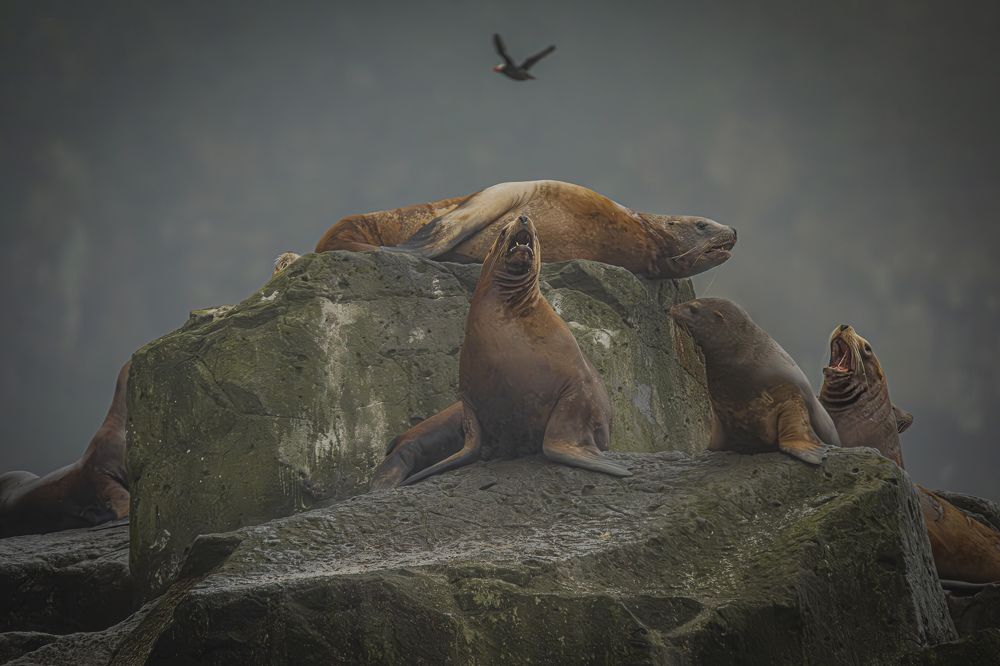 Фотография автора Лаврентьев Александр