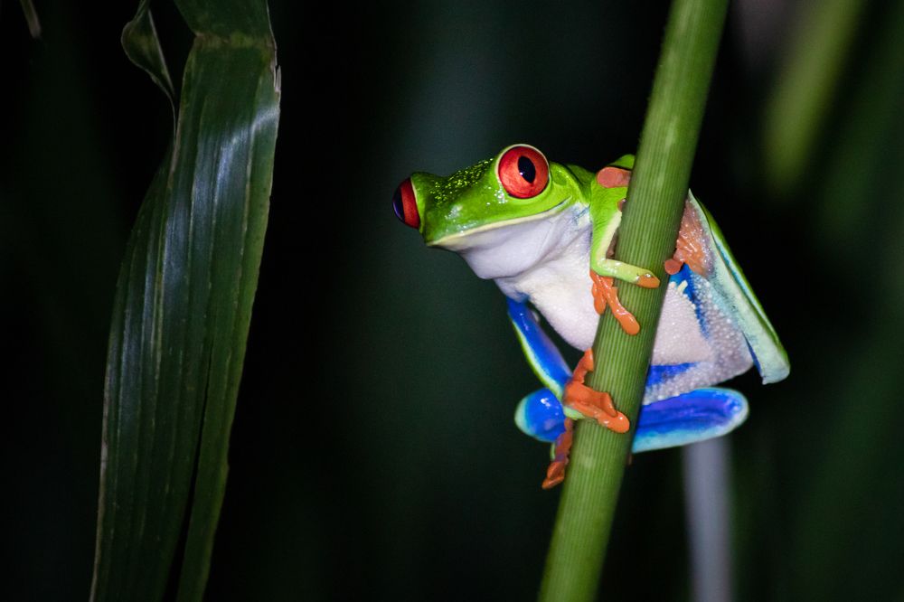 La mirada de la selva