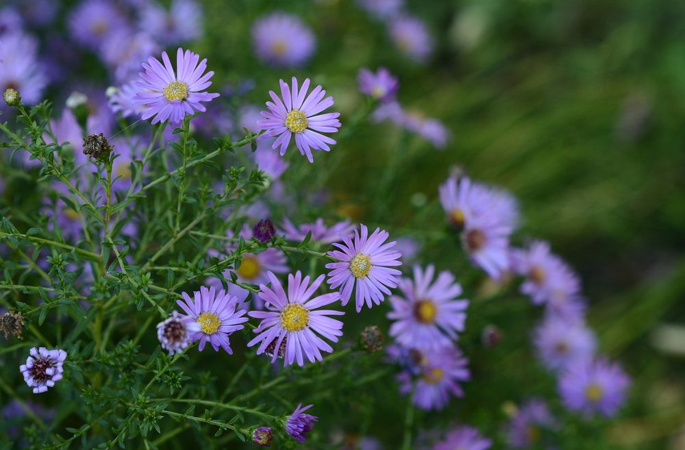 Фотография автора Алексей Volg