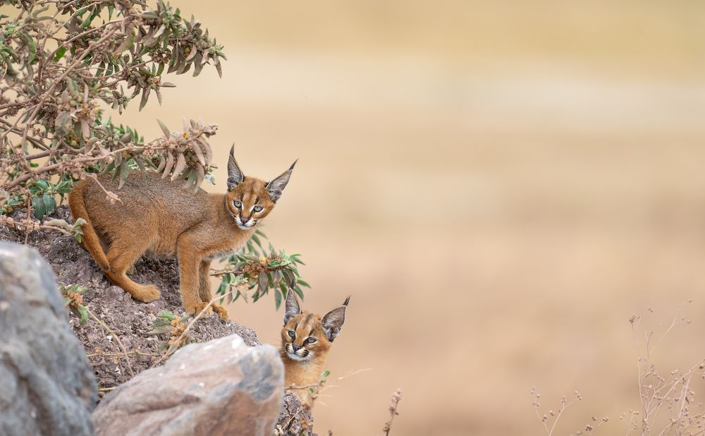 Le simpatiche canaglie!