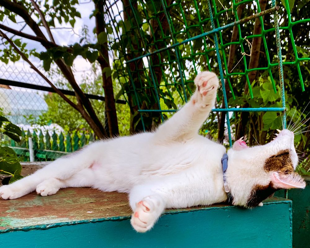 Дачные истории