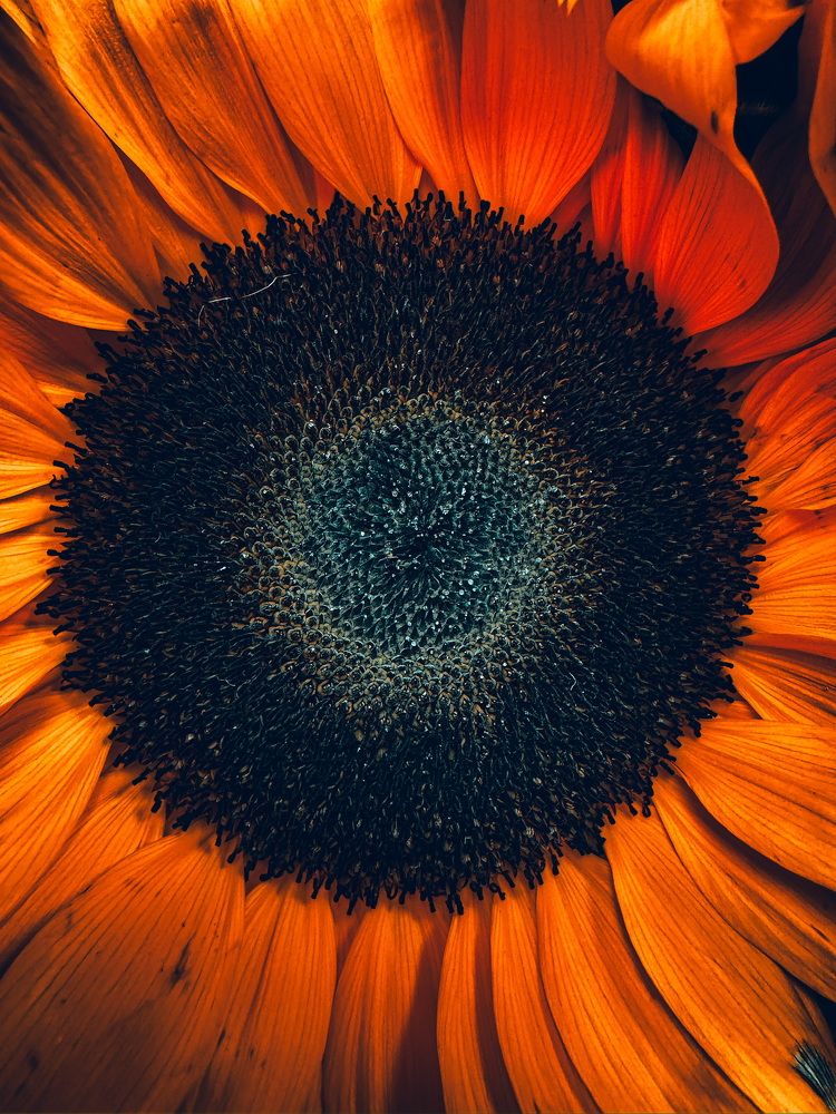 Photograph by Анна Пигулевская