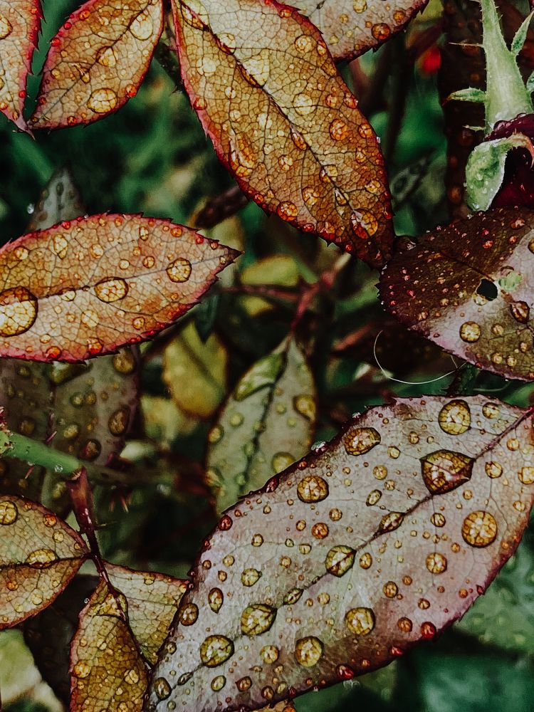 Photograph by Олена Уманцева