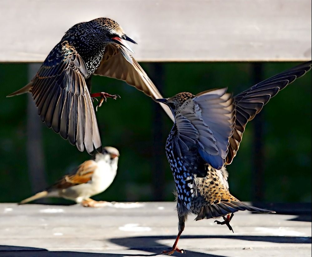 Photograph by Татьяна Слесарева