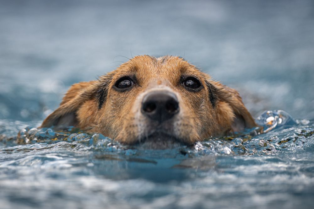 Фотография автора Krisztián Csalami