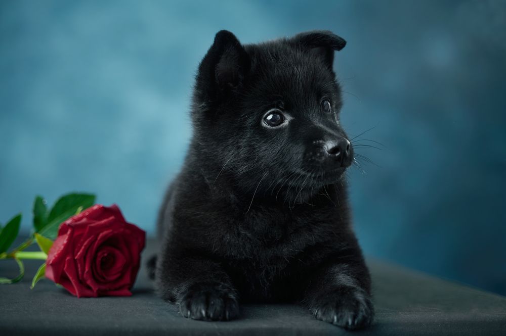 Photograph by Ксения Щербань