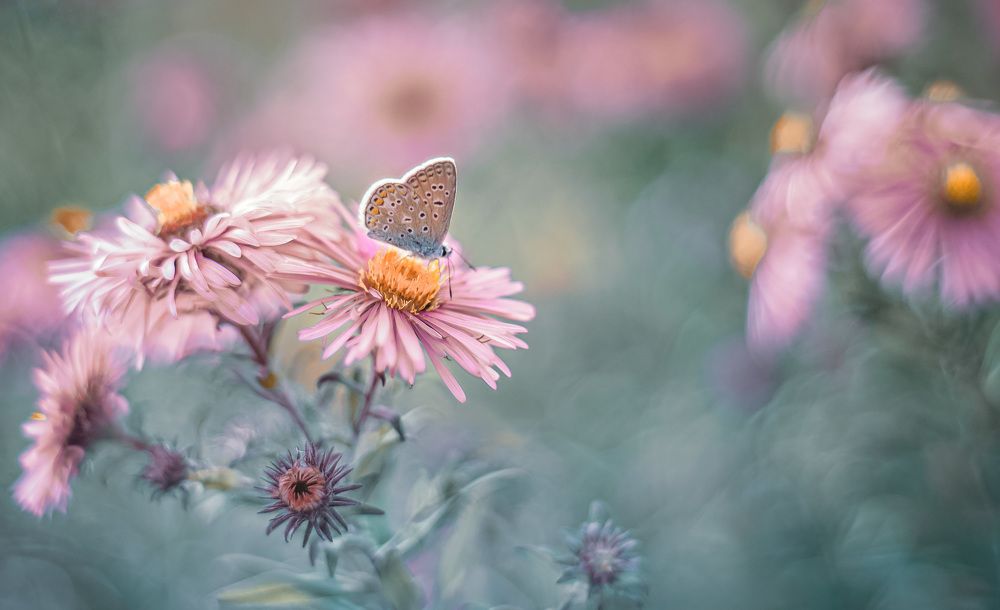 Photograph by Алена Полетаева