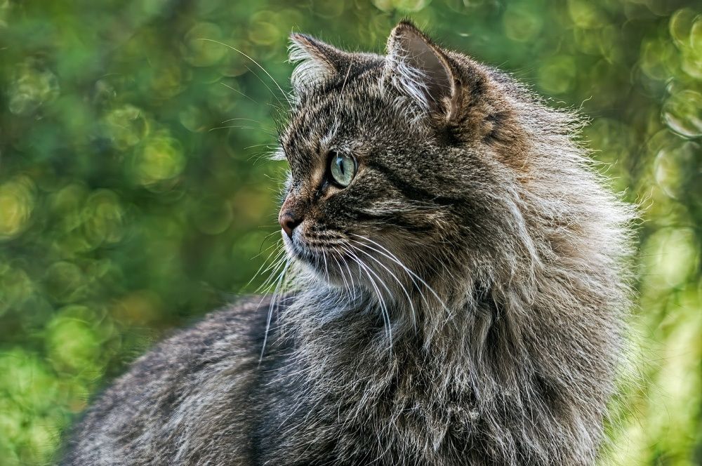 Фотография автора Олег Орлов