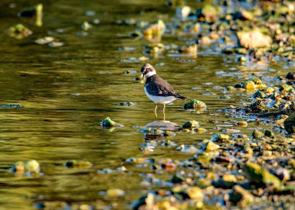 Зуёк-галстучник.