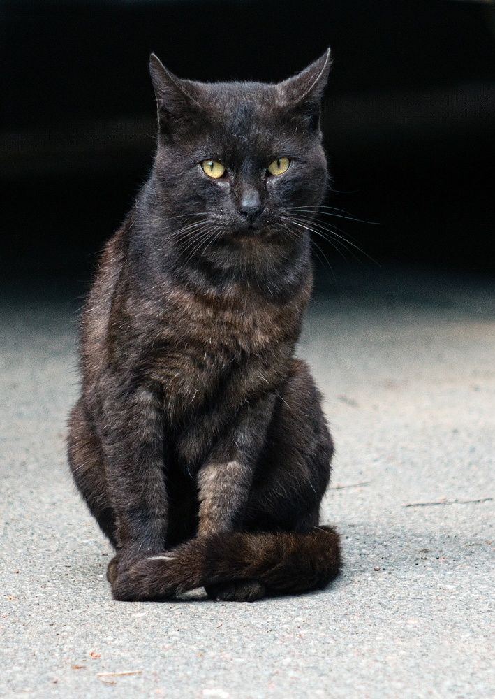 Фотография автора Олег Орлов