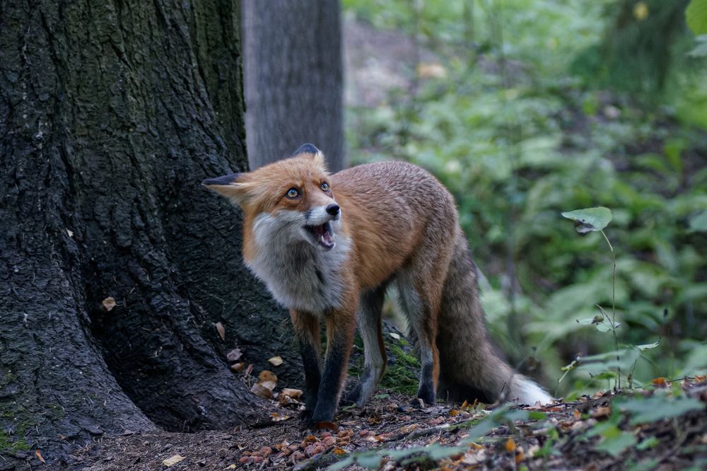 Photograph by Карина Заводчикова
