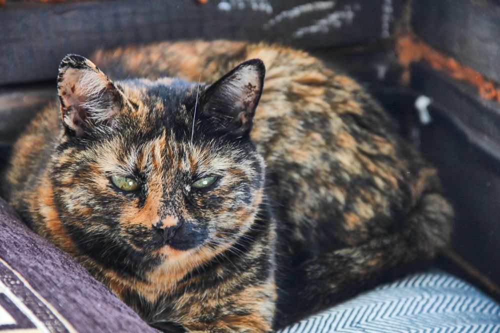 Фотография автора Наталия Мащенко