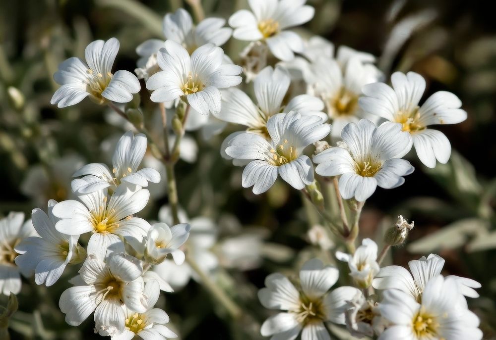 Фотография автора Олег Орлов