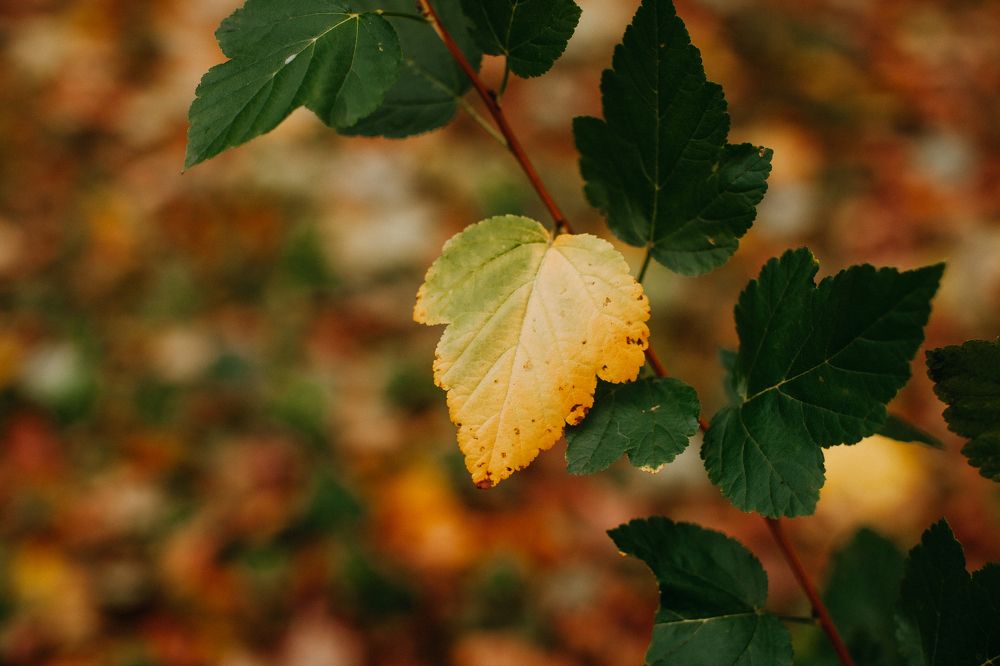 Photograph by Натали Захарова (Тай)