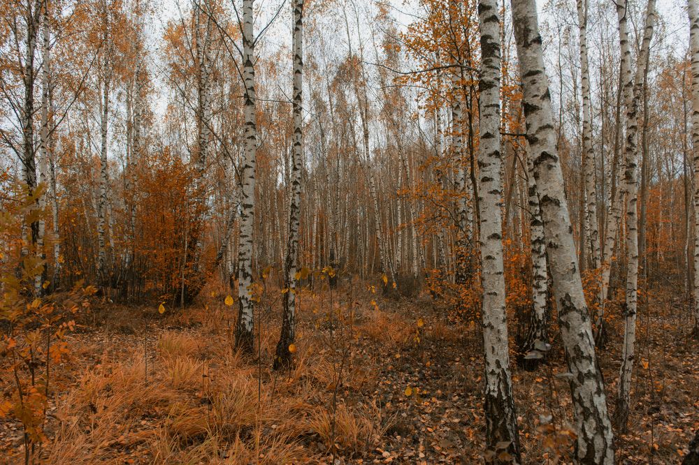 Photograph by Helen Nedved