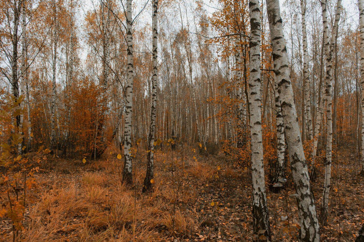 Photo #11062109