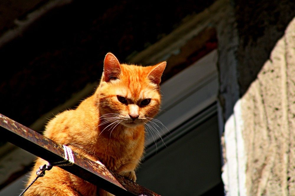 Photograph by Дмитрий Симагин