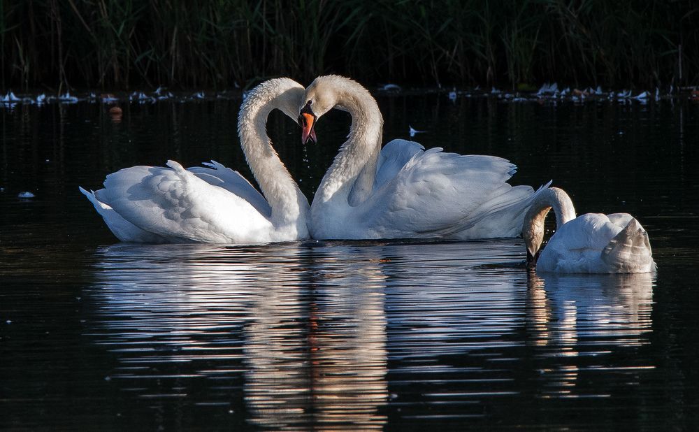 Photograph by Владимир Безбородов