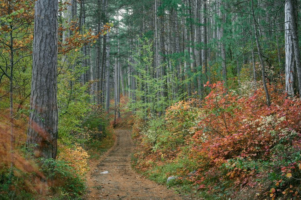 Photograph by Андрей Прищепин
