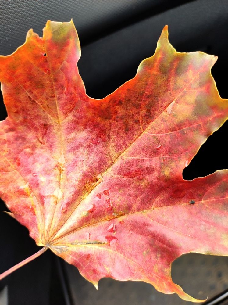 Photograph by Надежда