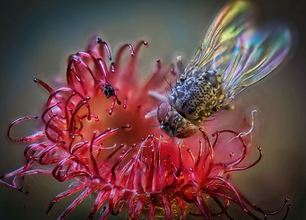 Росянка охотится