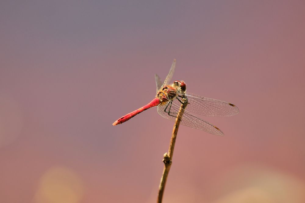 Photograph by Альбина Михайлова