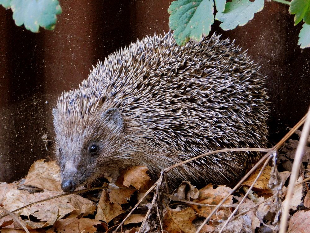 Ëж обыкновенный