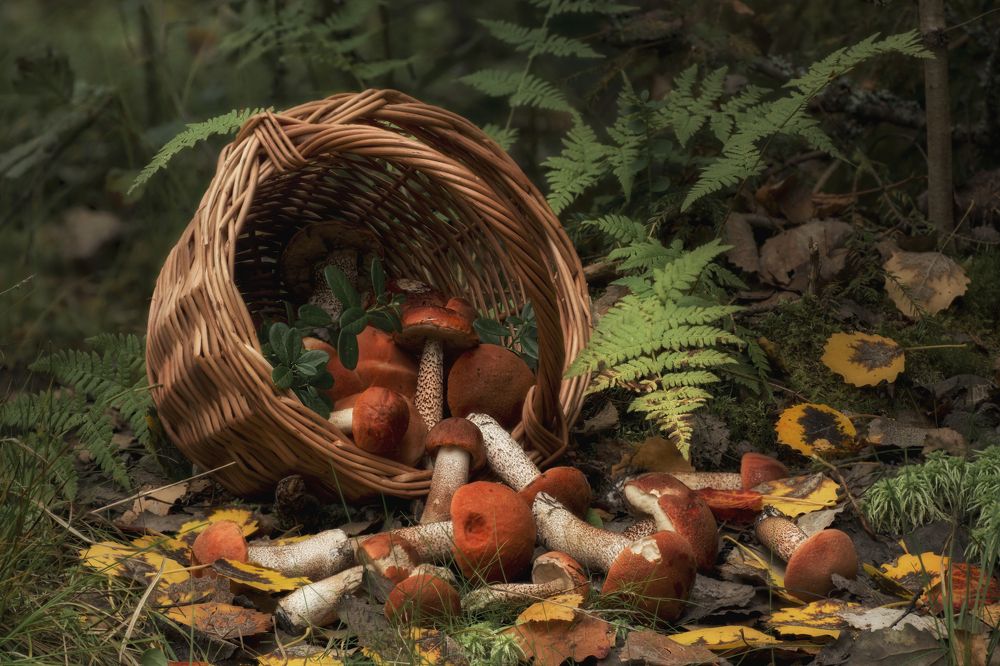 Photograph by Вышарь Максим