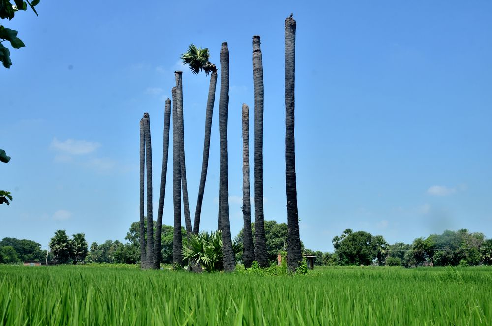 View of green paddy crop and palm trees damaged by thunderstorm