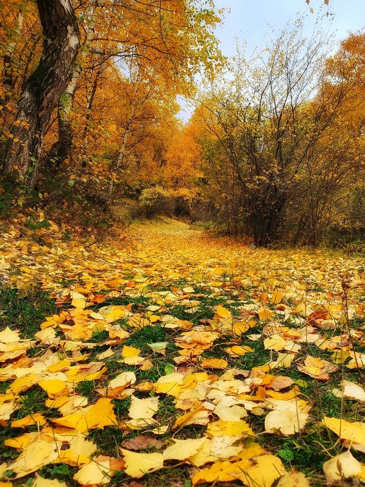 Осень золотая