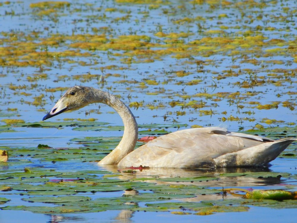 Лебедь-Кликун