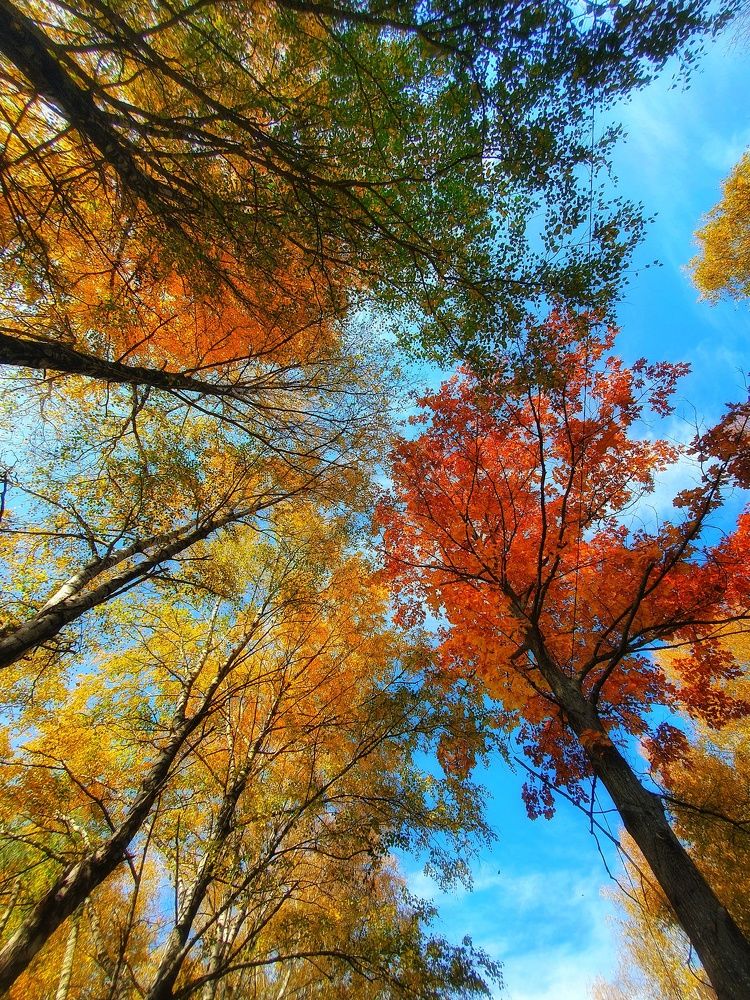 Осенняя палитра