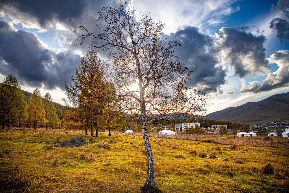 Mongolian autumn colors.