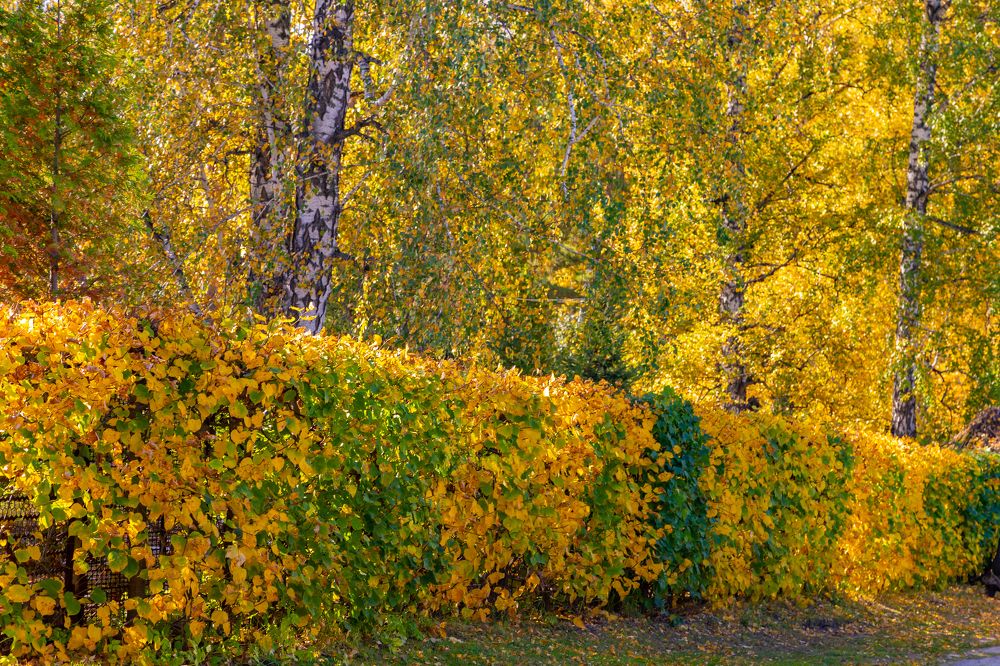 Фотография автора Andrey Pristyazhnyuk