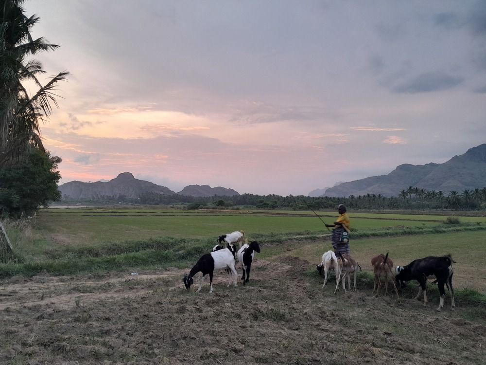 Photo #11063452