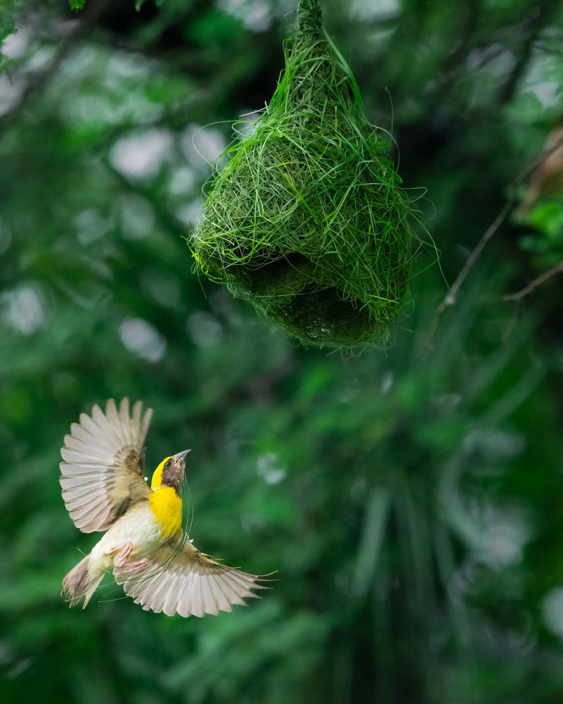 Photograph by Prashant Singh