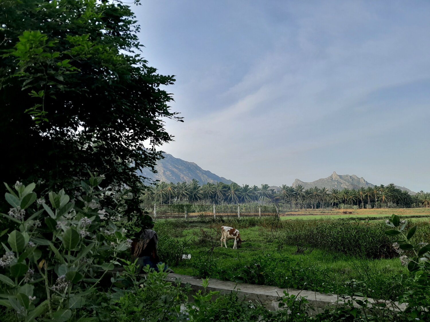 Photo #11063499