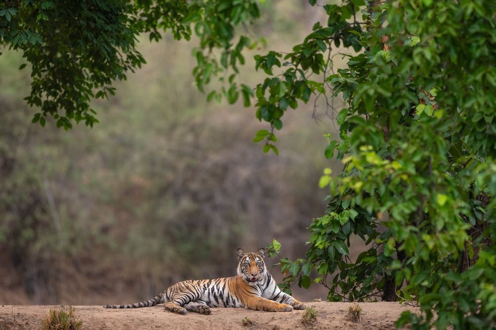 Photograph by Prashant Singh