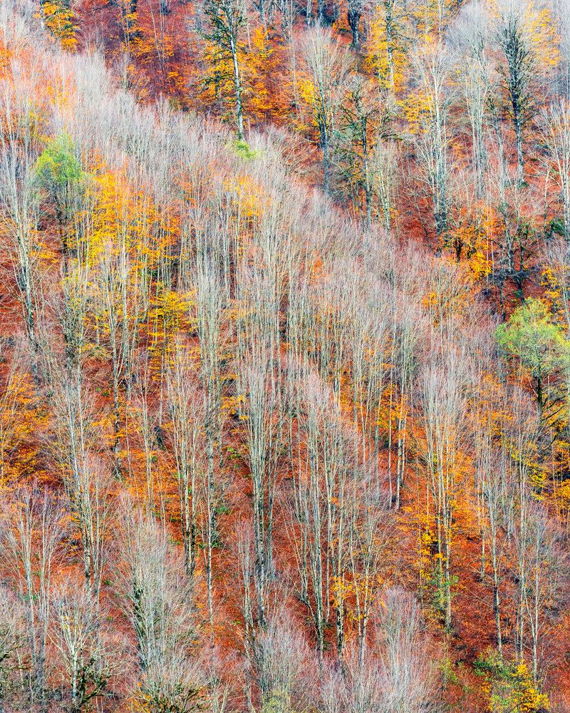 Фотография автора Shahbazi AliReza