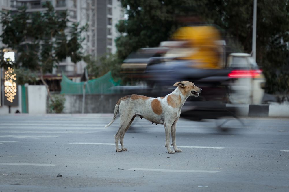 Photograph by Ayush tak