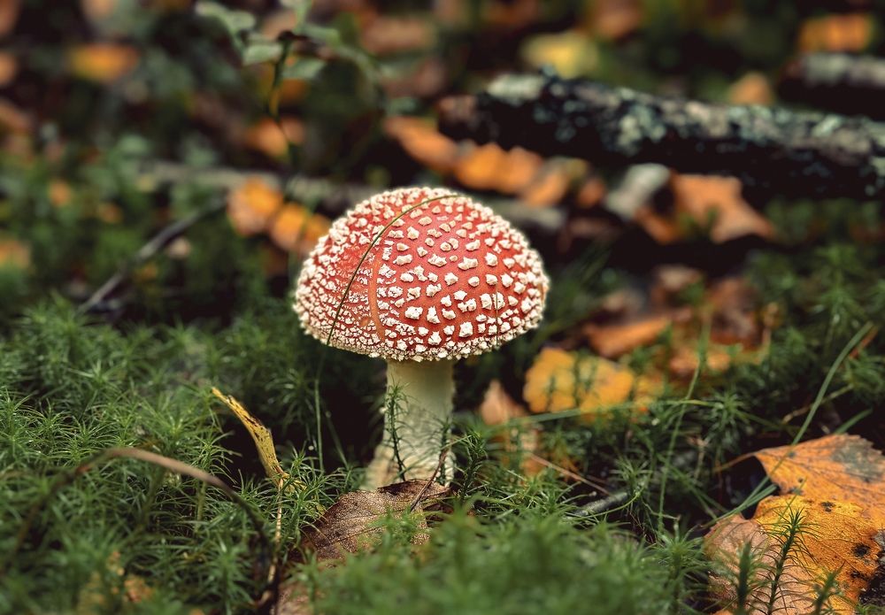 Photograph by Vladislav Trushkov