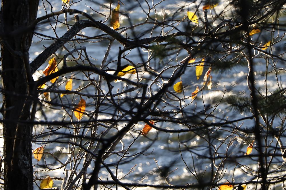 Сквозь паутину ветвей