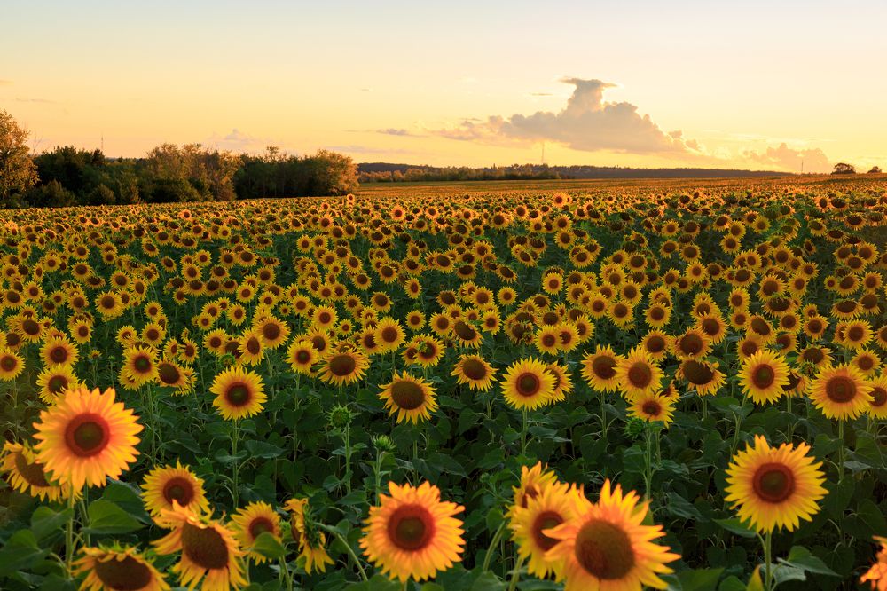 Photograph by Максим Шелякин