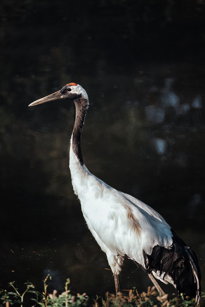 Photograph by Сапронова Марина