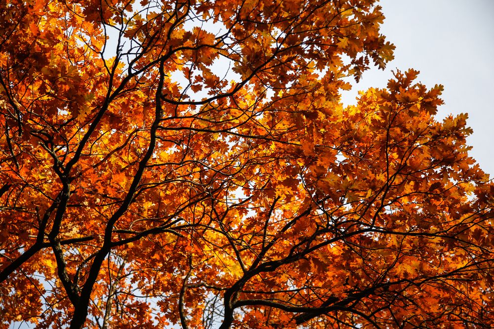 Photograph by Sergei Komlev