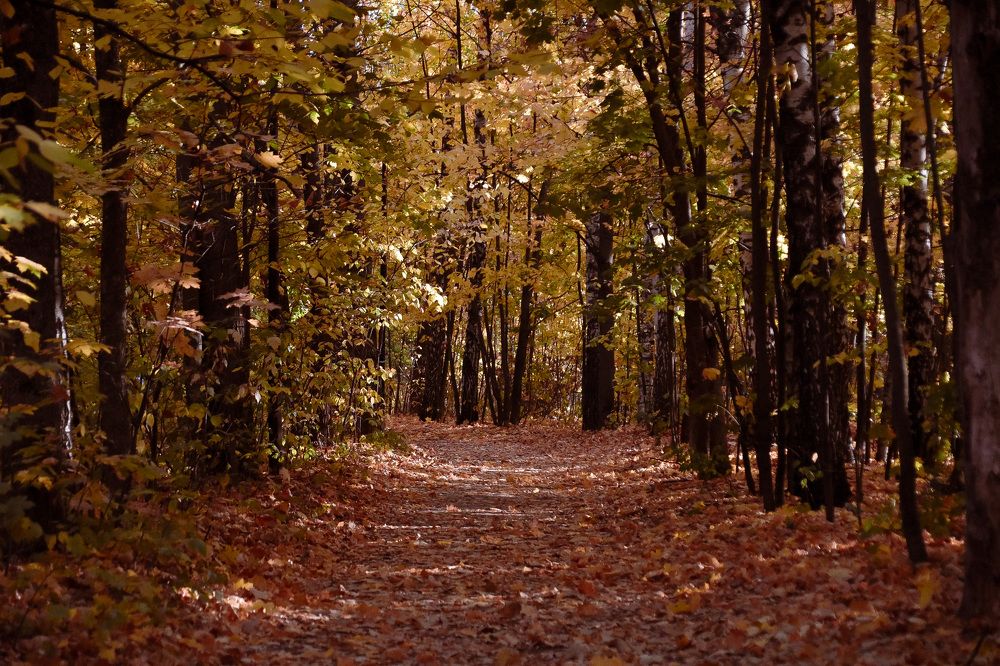 Photograph by Elvira