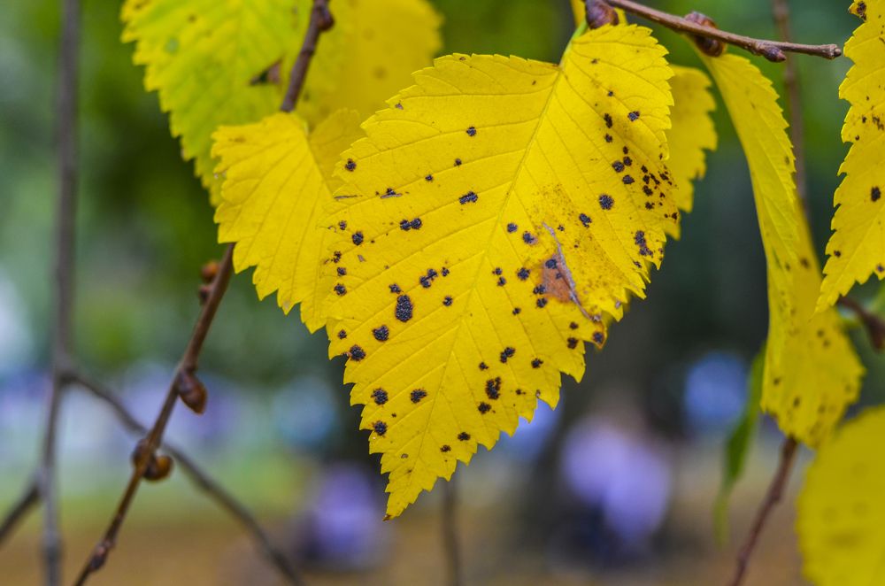 Photograph by Valmir Fernando da Silva