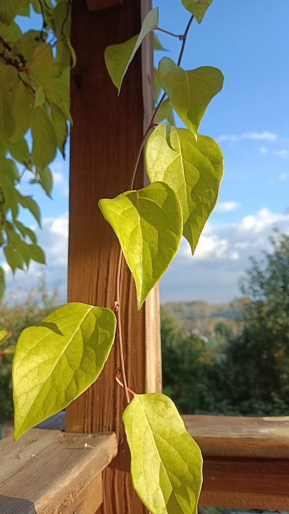 Photograph by Эмилия Ляпунова