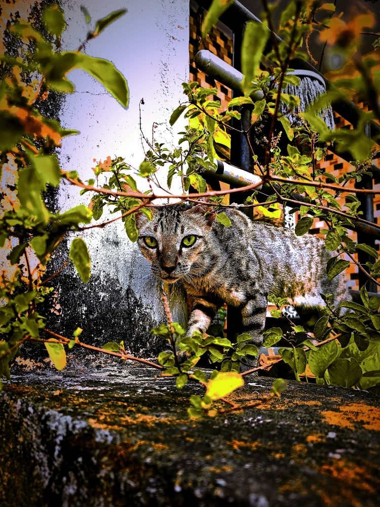 Cats